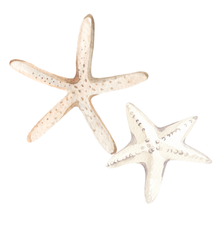 Estrellas de mar