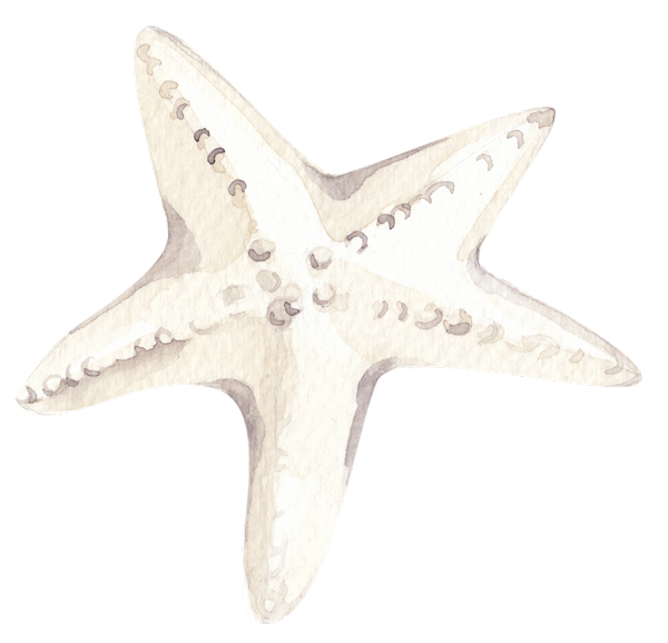 Estrellas de mar